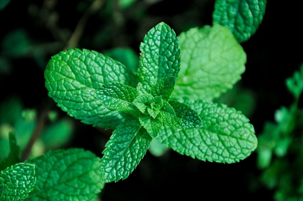 mint, herb, herbs, plants, leaves, garden, spice, mint, mint, mint, nature, mint, mint